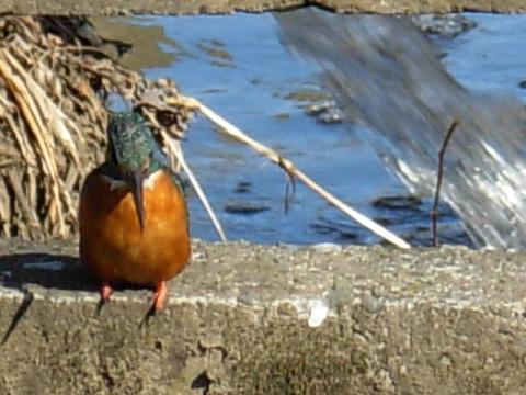 野鳥、カワセミ、 014.jpg