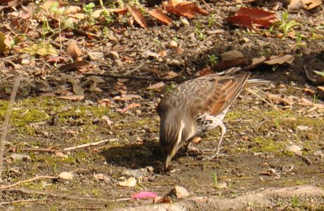 総合公園、ツグミ、 015.jpg