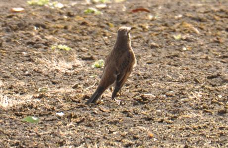 総合公園、ツグミ、 004.jpg