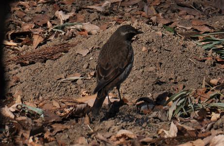 2010.1.18.自然観察公園、ツグミ、D90..jpg