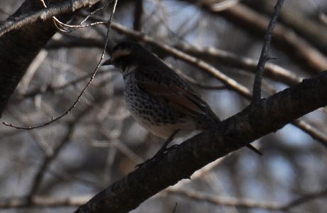 2010.1.18.自然観察公園、ツグミ、D90. 001.jpg