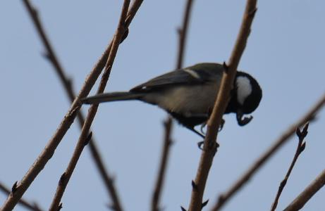 2012.1.19.自然観察公園、シジュウカラ、D90. 011.jpg