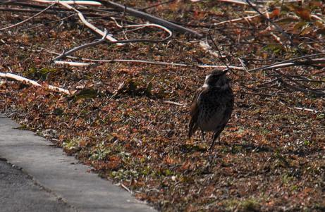 2010.1.18.自然観察公園、ツグミ、D90. 007.jpg