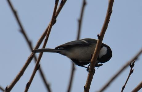 2012.1.19.自然観察公園、シジュウカラ、D90. 013.jpg