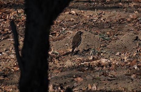 2010.1.18.自然観察公園、ツグミ、D90. 010.jpg