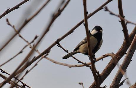 2012.1.19.自然観察公園、シジュウカラ、D90. 014.jpg