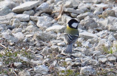 2012.1.19.自然観察公園、シジュウカラ、D90. 017.jpg