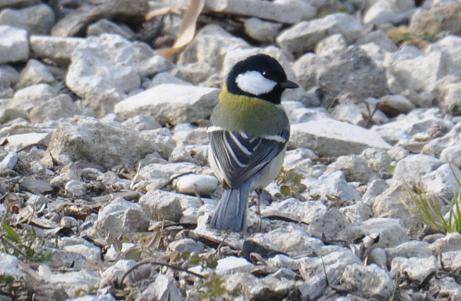 2012.1.19.自然観察公園、シジュウカラ、D90. 018.jpg