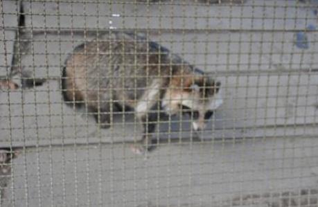 2012.1.10.宝登山、ロウバイ、動物園、D90. 016.jpg