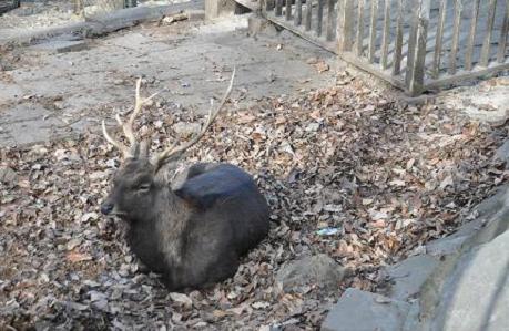 2012.1.10.宝登山、ロウバイ、動物園、D90. 017.jpg