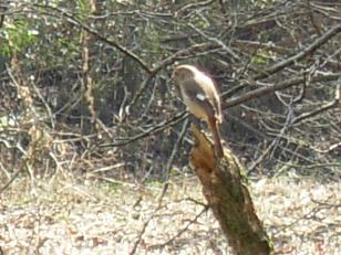 八丁湖、ジョウビタキメス、 013.jpg