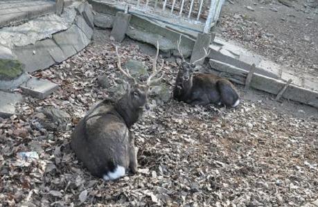 2012.1.10.宝登山、ロウバイ、動物園、D90. 019.jpg