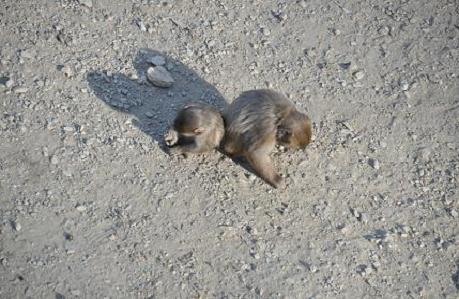 2012.1.10.宝登山、ロウバイ、動物園、D90. 020.jpg