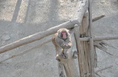 2012.1.10.宝登山、ロウバイ、動物園、D90. 026.jpg