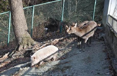 2012.1.10.宝登山、ロウバイ、動物園、D90. 029.jpg