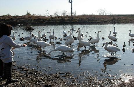 2012.1.9.川島、白鳥飛来地、L5. 036.jpg