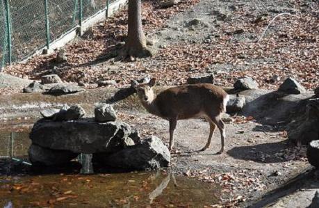 2012.1.10.宝登山、ロウバイ、動物園、D90. 030.jpg