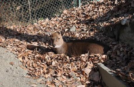 2012.1.10.宝登山、ロウバイ、動物園、D90. 031.jpg