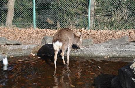 2012.1.10.宝登山、ロウバイ、動物園、D90. 032.jpg