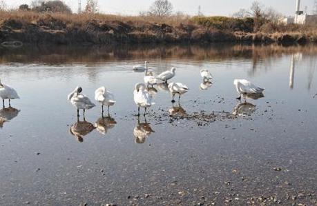 2012.1.9.川島白鳥飛来地、D90. 002.jpg