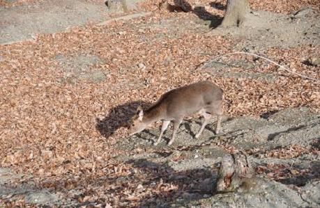 2012.1.10.宝登山、ロウバイ、動物園、D90. 033.jpg