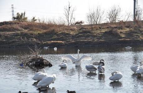 2012.1.9.川島白鳥飛来地、D90. 005.jpg