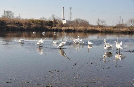 2012.1.9.川島白鳥飛来地、D90. 014.jpg