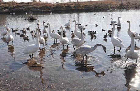 2012.1.9.川島白鳥飛来地、no2.D90. 002.jpg