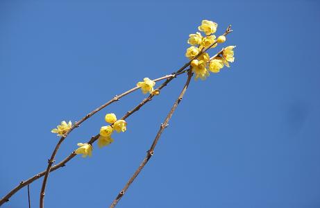 2012.1.13.自然観察公園、ロウバイ、L5. 006.jpg