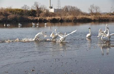 2012.1.9.川島白鳥飛来地、D90. 024.jpg