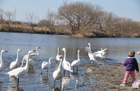 2012.1.9.川島白鳥飛来地、D90. 027.jpg