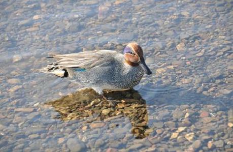 2012.1.9.川島白鳥飛来地、no2.D90. 005.jpg