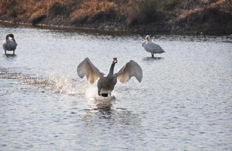 2012.1.9.川島白鳥飛来地、D90. 031.jpg