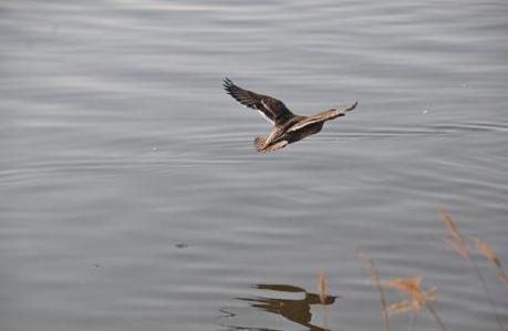 2012.1.9.川島白鳥飛来地、no2.D90. 009.jpg