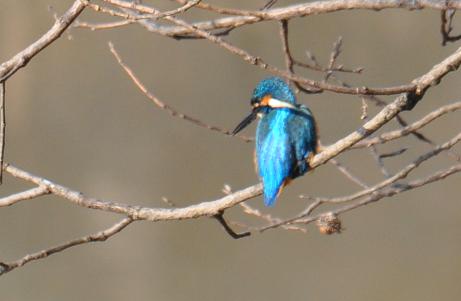 2012.1.11. カワセミ、D90. 024.jpg