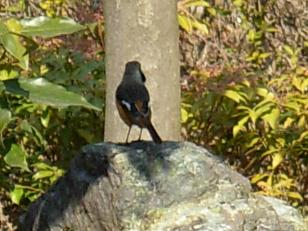 城山公園、ジョウビタキ 005.jpg