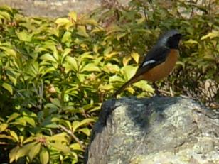 城山公園、ジョウビタキ 007.jpg