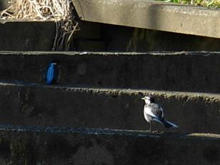 丸山公園、カワセミとセキレイ、047.jpg