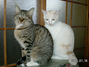 ファンヒーターの上.jpg