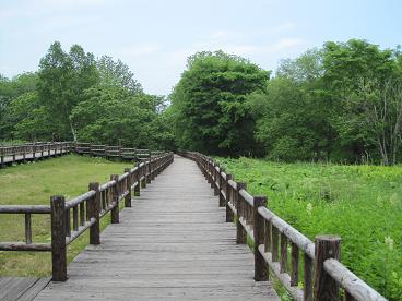 湧別町水芭蕉群生地４.JPG