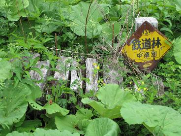 湧別町水芭蕉群生地７.JPG