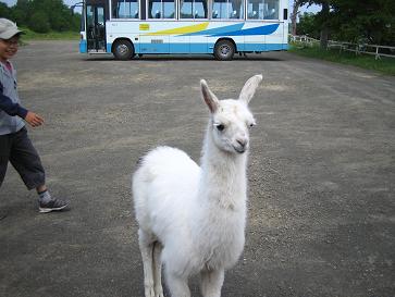 原生牧場４.JPG