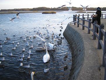 白鳥に餌をあげる親子.JPG