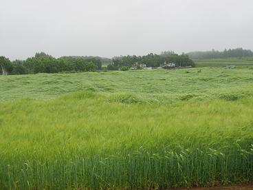 雨に濡れた麦畑３.JPG