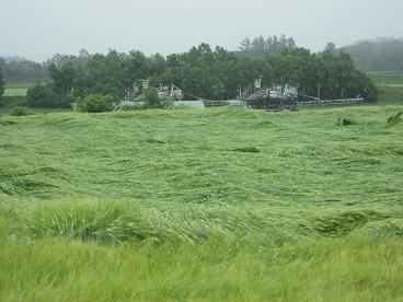 雨に濡れた麦畑４.JPG