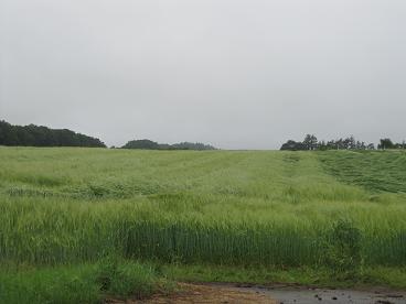 雨に濡れた麦畑５.JPG