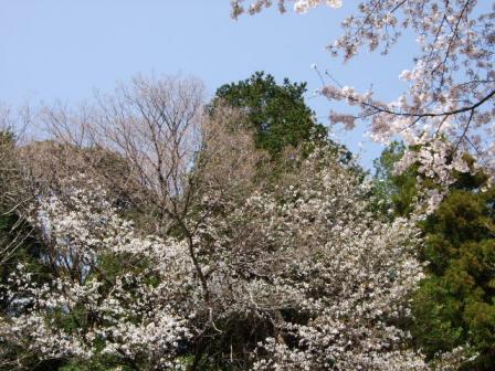 山桜も満開～