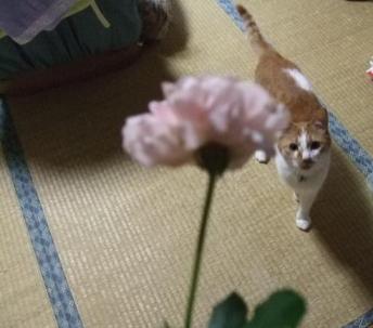 花とおじさん・・・