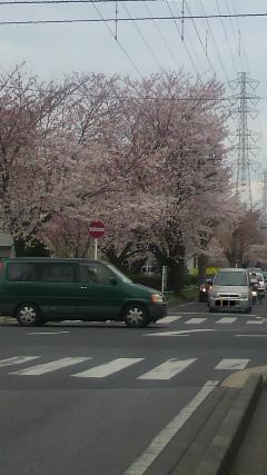 グリーンベルトの桜