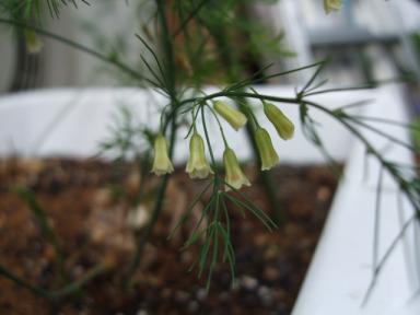 これがアスパラの花!!